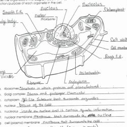 The animal cell worksheet answer key