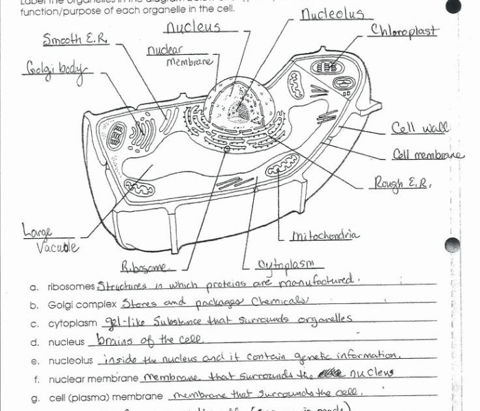 The animal cell worksheet answer key