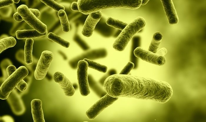 Bacteria good healthy pregnancy health cuantas most hay coli disease some microbiota