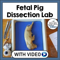 Heart dissection lab worksheet answers