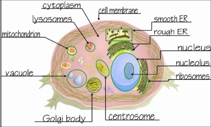 The animal cell worksheet answer key