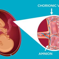Placenta anatomy development placental functions definition