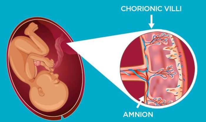 Placenta anatomy development placental functions definition