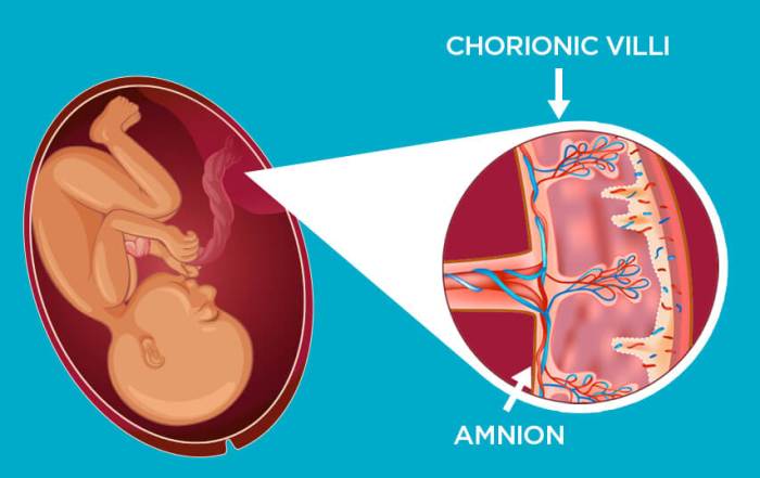 Placenta anatomy development placental functions definition